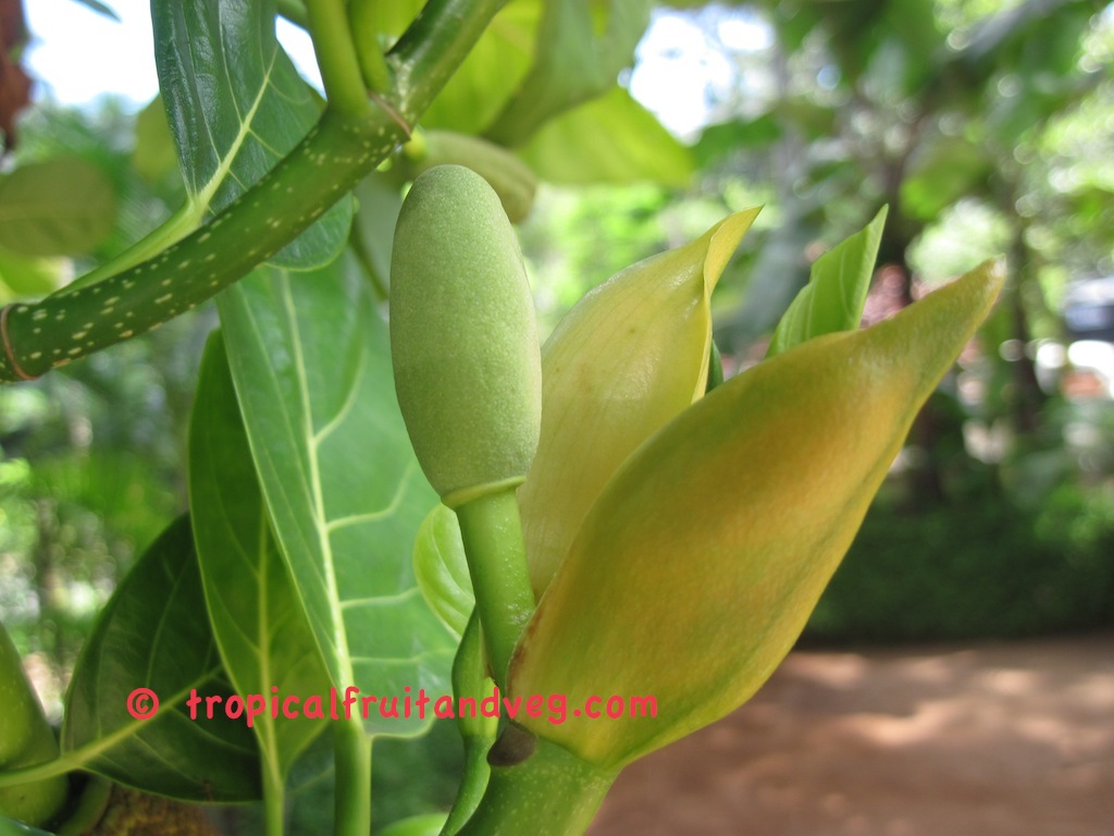 Artocarpus heterophyllus